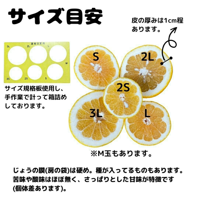 木曜日発送 今のところ数量限定 木成り晩柑 訳あり13kg 食品/飲料/酒の食品(フルーツ)の商品写真