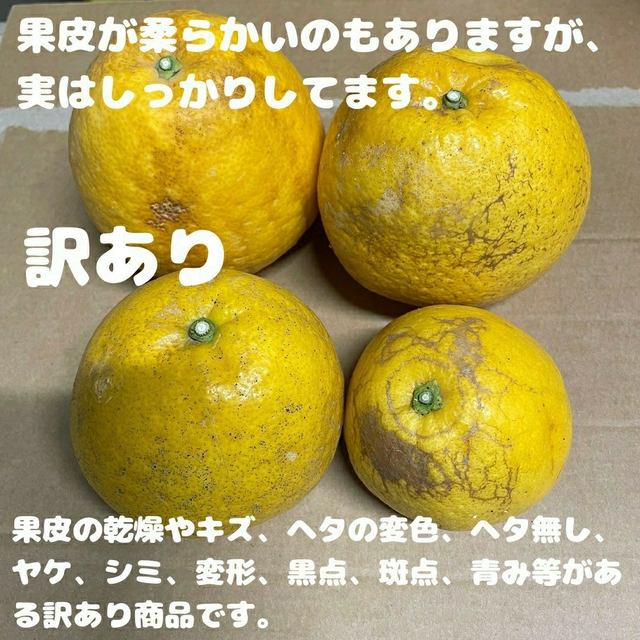 木曜日発送 今のところ数量限定 木成り晩柑 訳あり13kg 食品/飲料/酒の食品(フルーツ)の商品写真