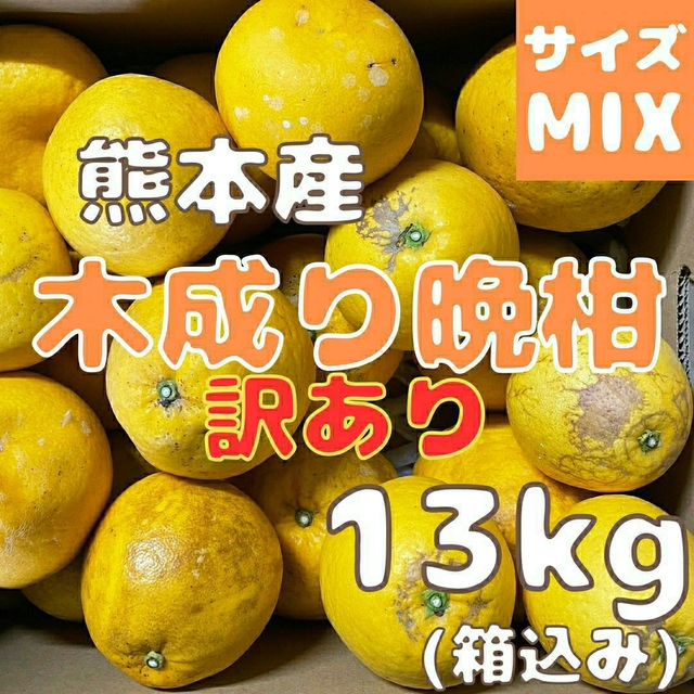 木曜日発送 今のところ数量限定 木成り晩柑 訳あり13kg 食品/飲料/酒の食品(フルーツ)の商品写真