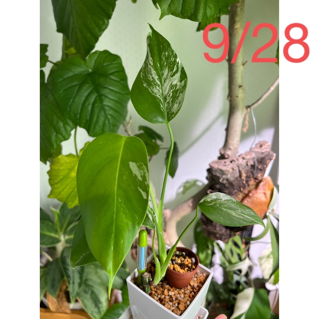 モンステラ 斑入り 茎伏せ 美株A-⑥ - 植物/観葉植物 モンステラ 斑入り 茎伏せ 美株A-⑥ - 植物/観葉植物