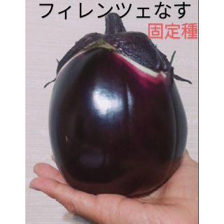 フィレンツェナス🍆種30粒+α(野菜)