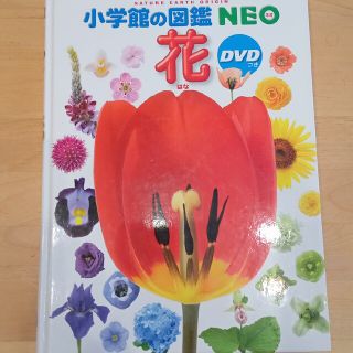 小学館の図鑑　NEO 花(絵本/児童書)