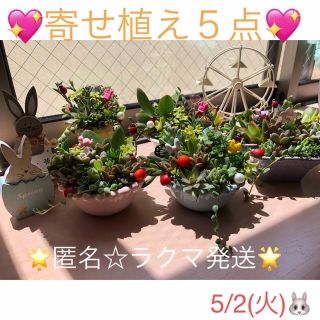 多肉植物❤︎寄せ植え❤︎このまま飾れます❤︎   ５点セット♪(その他)