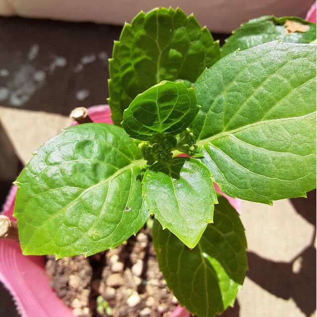 紫陽花 モナリザ予告ページ お得セット www.gold-and-wood.com