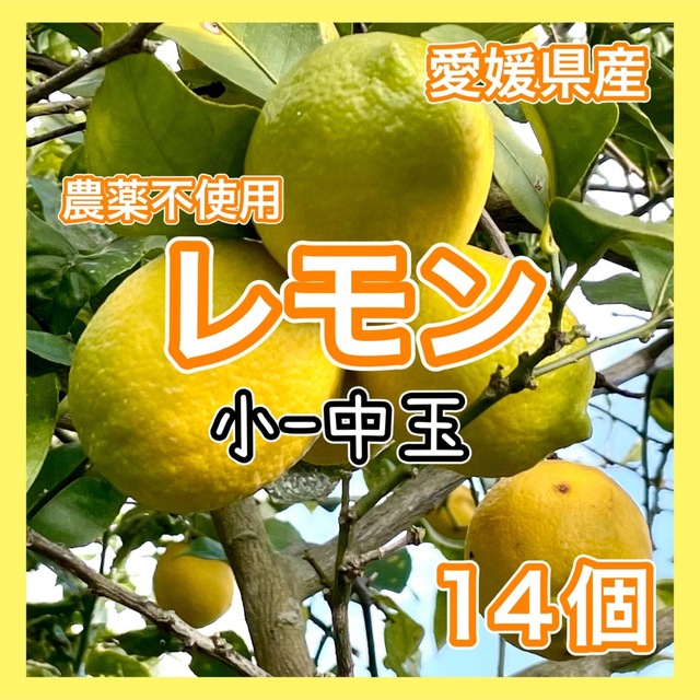 愛媛県産 農薬不使用 小-中玉 レモン14個 国産レモン 果物 国産 食品/飲料/酒の食品(フルーツ)の商品写真