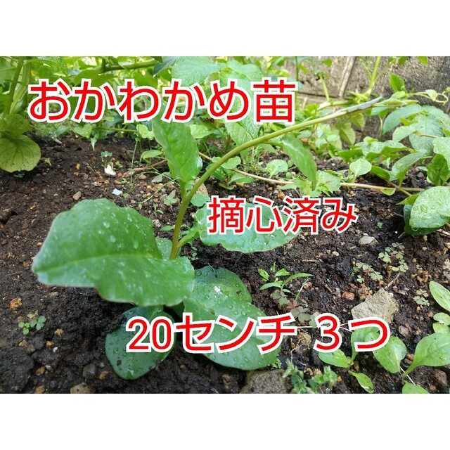 【今が植え時】おかわかめ抜き苗 ３つ 食品/飲料/酒の食品(野菜)の商品写真