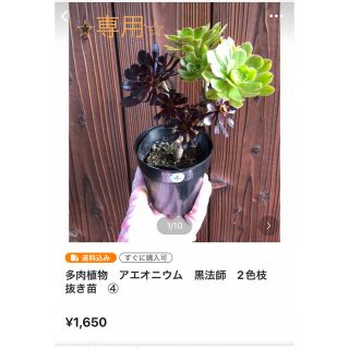 多肉植物　⭐︎専用⭐︎2色枝④  艶日傘　　黒法師グレー　　冬美人(その他)