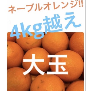 大玉　ネーブルオレンジ　4kg越え(フルーツ)