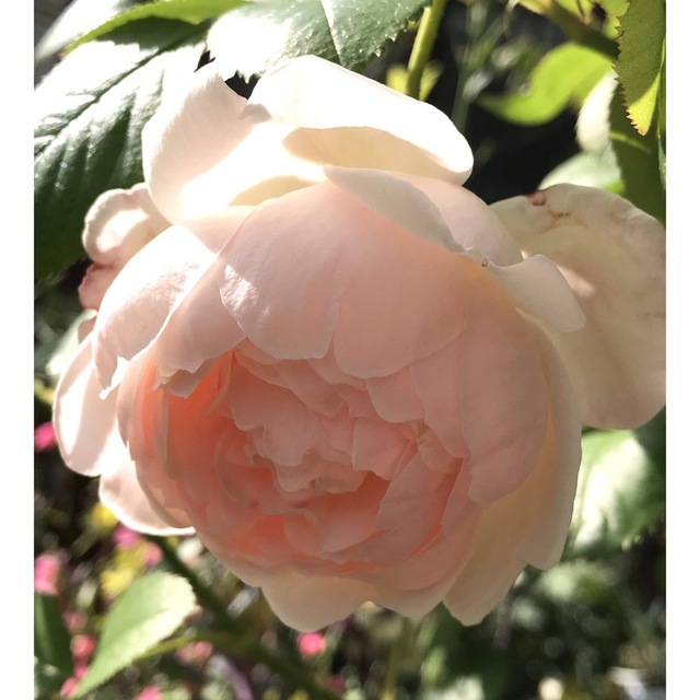 バラ苗　人気　強香 ハンドメイドのフラワー/ガーデン(その他)の商品写真