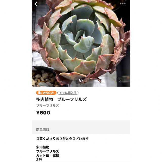 多肉植物　ミックスベリア　白雪の渚 ハンドメイドのフラワー/ガーデン(その他)の商品写真