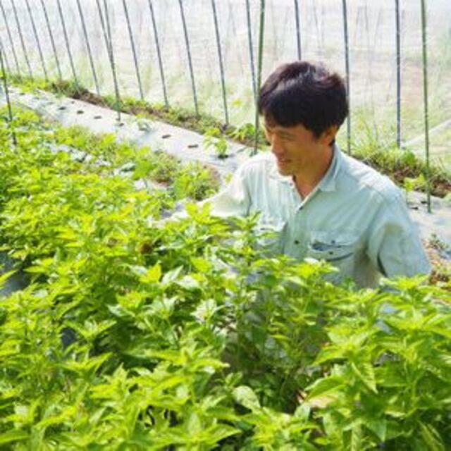 自然栽培野菜きざみ漬け(90g)Ｘ２袋☆無肥料無農薬☆無添加・無化学調味料 食品/飲料/酒の加工食品(漬物)の商品写真