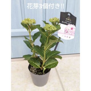 大人気!!　花色の変化を楽しめる　紫陽花　☘　ピンクマーブルソーダ　☘　苗(その他)