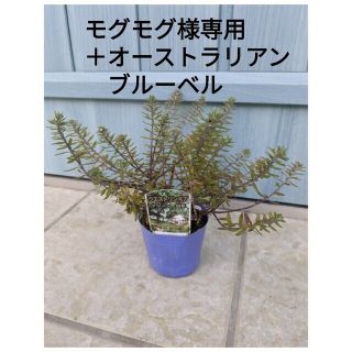 ドライガーデンの名脇役!!　☘　ウエストリンギア　　白花　☘　オージープランツ(その他)