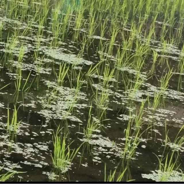 【お家で田んぼ体験】お米の種籾 20g 自然農コシヒカリはざかけ米　バケツ稲に◎ 食品/飲料/酒の食品(米/穀物)の商品写真
