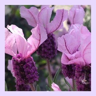 育て方付き❀暑さに強い！フレンチラベンダーパープルリボン花の種(その他)