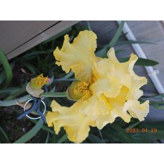 淡い黄色の花色のジャーマンアイリス(その他)