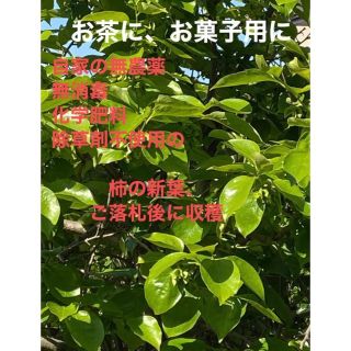 柿葉1セット100枚無消毒 無農薬 化学肥料 除草剤不使用(茶)