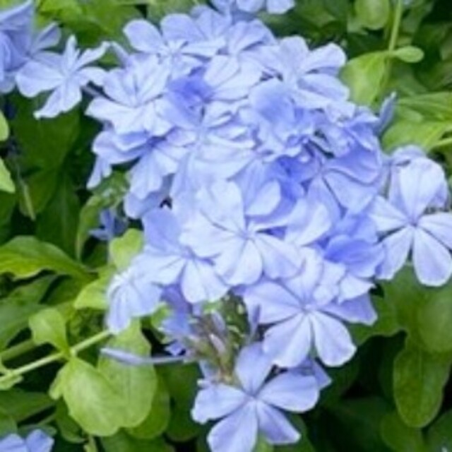 宿根苗！安心ポット苗！澄んだ青空のようなう花ツルマリ！手間いらずで美しい花！ ハンドメイドのフラワー/ガーデン(その他)の商品写真