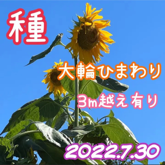 大輪ひまわり ひまわりの種 130粒以上 向日葵 ヒマワリ 種 たね タネ ハンドメイドのフラワー/ガーデン(その他)の商品写真