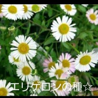 エリゲロン種☆オマケつき！(プランター)