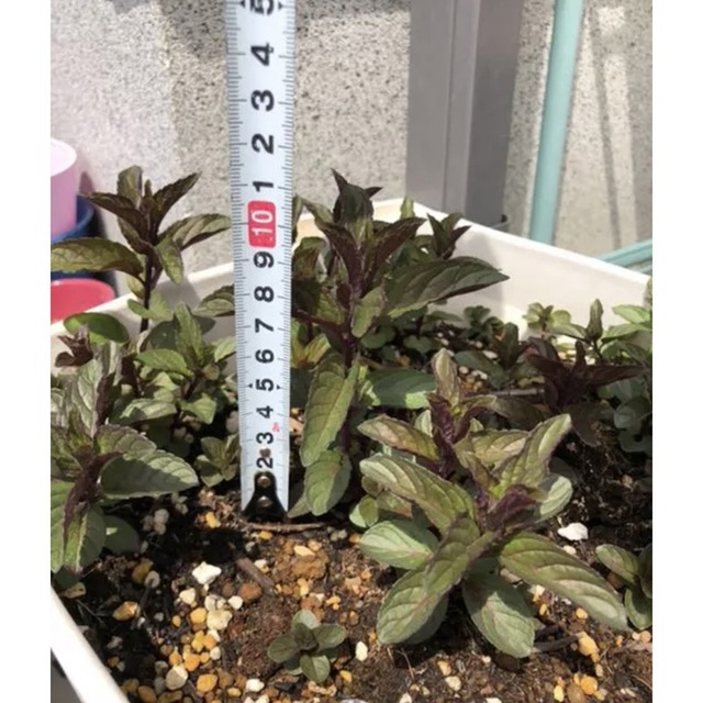 ブラックペッパーミント　10cm程度　抜き苗　2本　繁殖力　おまけセダム付き ハンドメイドのフラワー/ガーデン(プランター)の商品写真