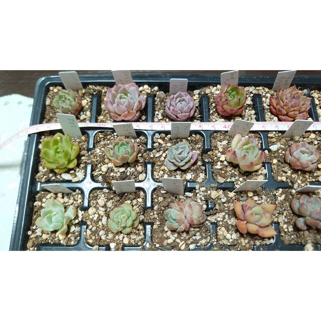 多肉植物(31)韓国エケベリアカット・抜き36苗 ハンドメイドのフラワー/ガーデン(その他)の商品写真