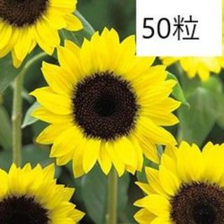 【花の種】5０粒　サンリッチレモン　定番の黄色いひまわり　イエローヒマワリ(プランター)