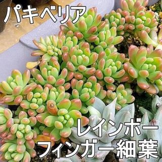 kumadanuki様 細葉 レインボーフィンガー 草丈8cm1頭ｘ4本(その他)