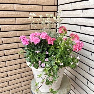 白い鉢にフランネルフラワーとカーネーションの寄せ植え♪(プランター)