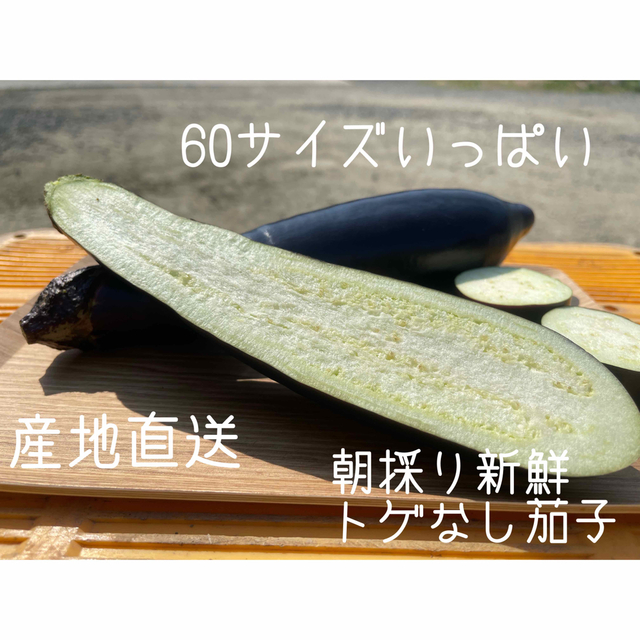 農家直送　産地直送　ハウス栽培　茄子　ナス　新鮮野菜　20kg  訳あり