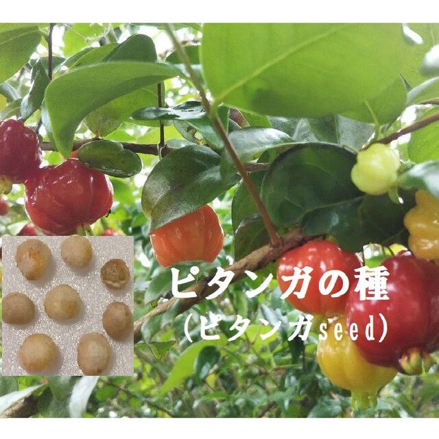 RS9.48　 ピタンガの種10粒 　果物Seed　たね　熱帯果実 食品/飲料/酒の食品(フルーツ)の商品写真