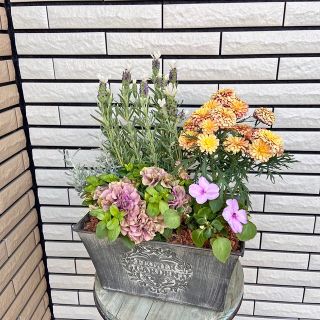 シックな鉢にアンティークな寄せ植え♪ ペチュニアアンジェラ(プランター)