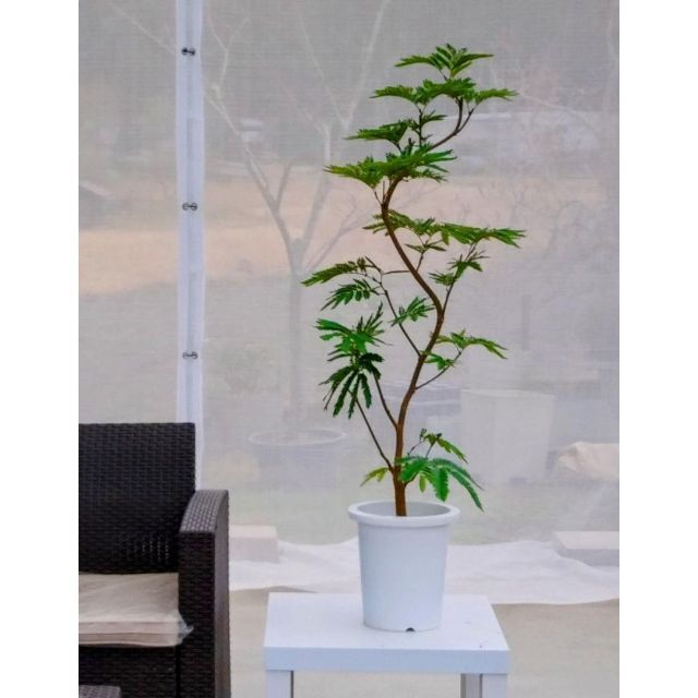 エバーフレッシュ。観葉植物。鉢ごと発送致します。