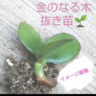 金のなる木★根付き苗(その他)