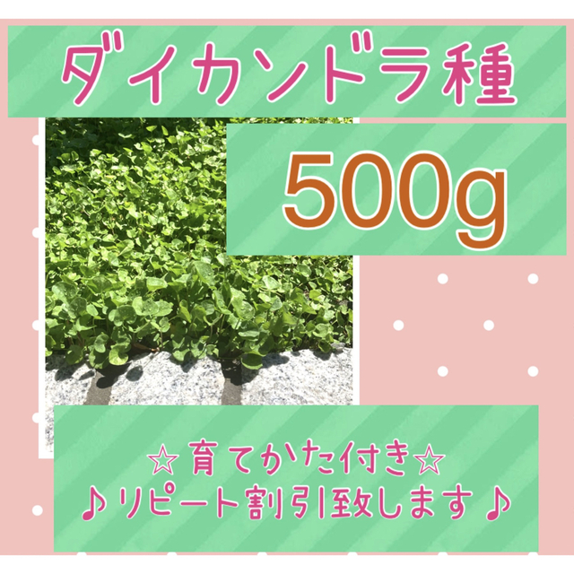 ダイカンドラコート種子 500g以上◆リピート割引あり/育て方付/グランドカバー