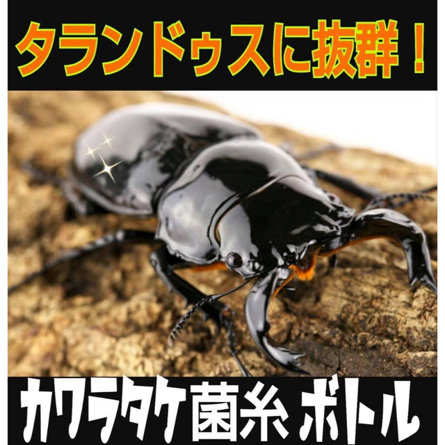 極上！カワラタケ菌糸瓶6本☆初菌(一番菌)のみで作成☆特殊アミノ酸強化配合！