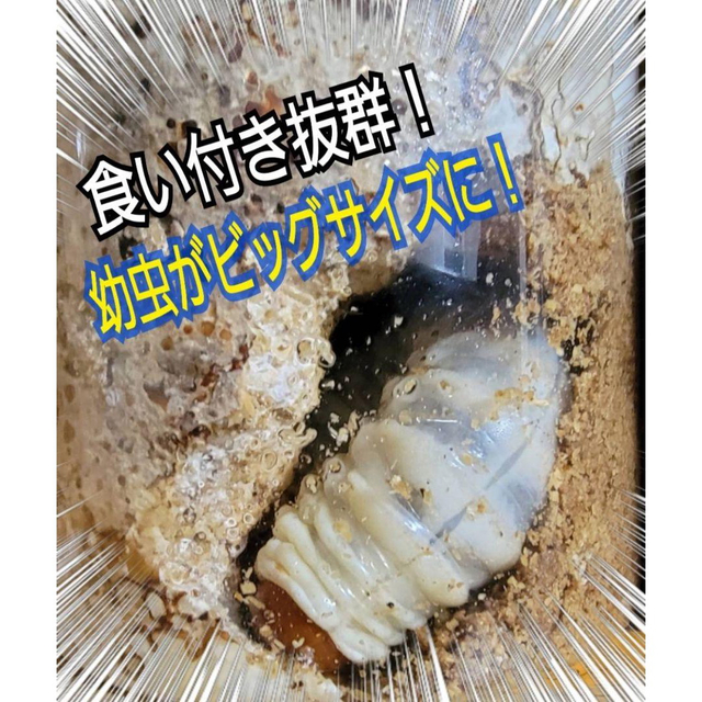 極上！カワラタケ菌糸瓶【6本】特殊アミノ酸強化配合！クワガタ幼虫全般に使えます！