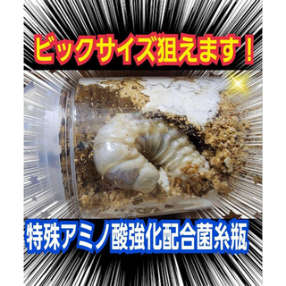 極上！カワラタケ菌糸瓶【6本】特殊アミノ酸強化配合！クワガタ幼虫全般に使えます！