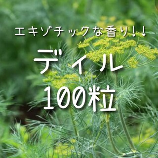 【ディルのタネ】100粒 種子 種 ハーブ(その他)