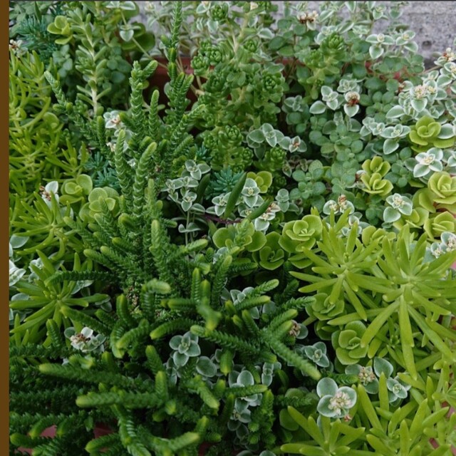 多肉植物 寄せ植え カット苗 エケベリア ハンドメイドのフラワー/ガーデン(その他)の商品写真
