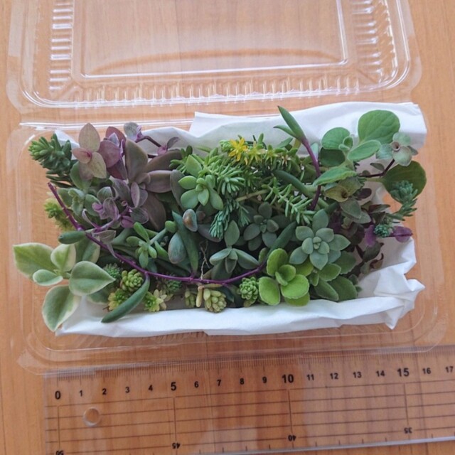 多肉植物 寄せ植え カット苗 エケベリア ハンドメイドのフラワー/ガーデン(その他)の商品写真