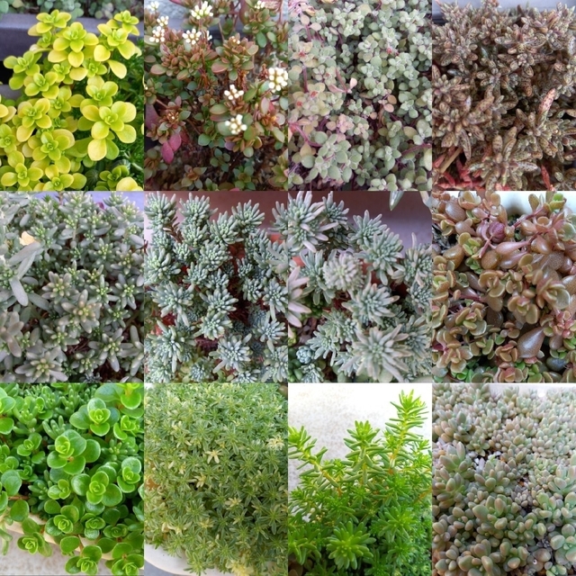 多肉植物カット苗セット(45グラム・12種類) ハンドメイドのフラワー/ガーデン(その他)の商品写真