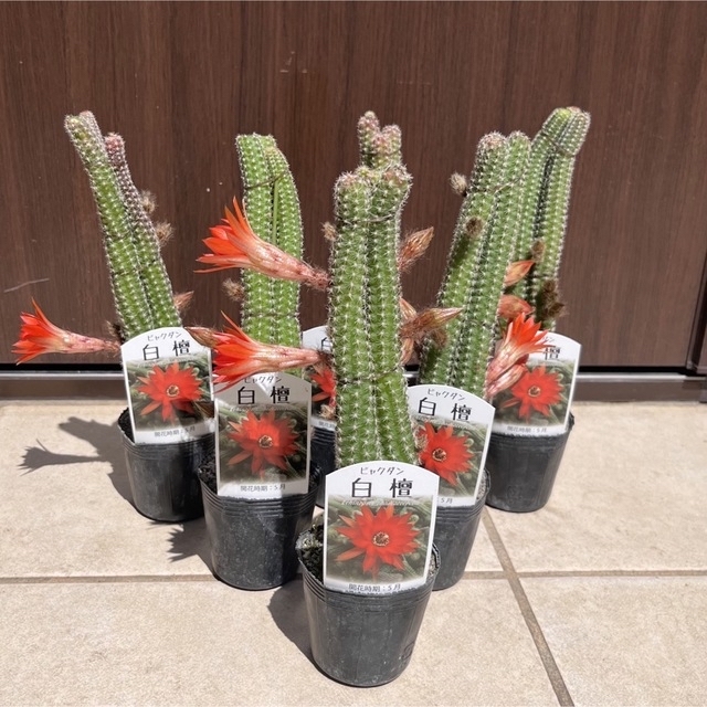 多肉植物 サボテン 白檀 1ポットの通販 by sola's shop|ラクマ 多肉植物 サボテン 白檀 1ポットの通販 by sola's shop|ラクマ