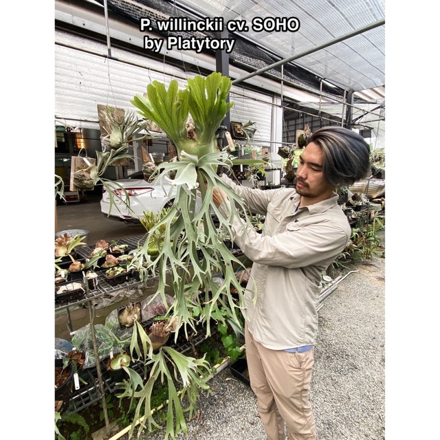 P. willinckii cv. Soho (spore)23/5/4 www.krzysztofbialy.com