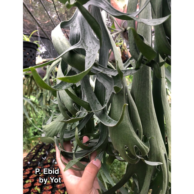 P. Ebid (pup)23/5/4 【国産】 24480円 www.gold-and-wood.com