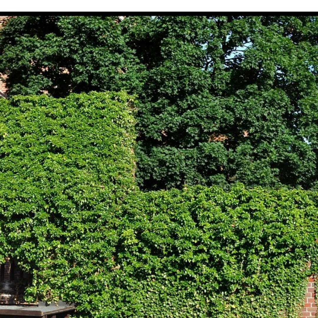 アイビー ヘデラ キズタ カット苗 大型 壁面装飾 観葉植物 雑草避け 遮光効果 ハンドメイドのフラワー/ガーデン(その他)の商品写真