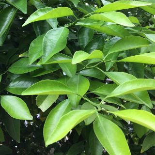 みかんの葉　幼虫の餌　枝付き　100枚(野菜)