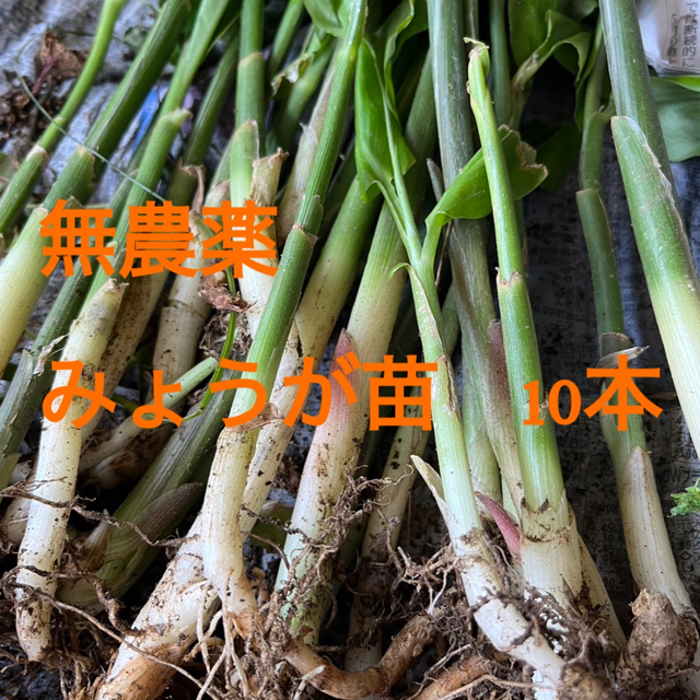 みょうが　根　苗　10株 食品/飲料/酒の食品(野菜)の商品写真