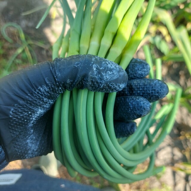 にんにくの芽500g　農薬不使用　ネコポス 食品/飲料/酒の食品(野菜)の商品写真