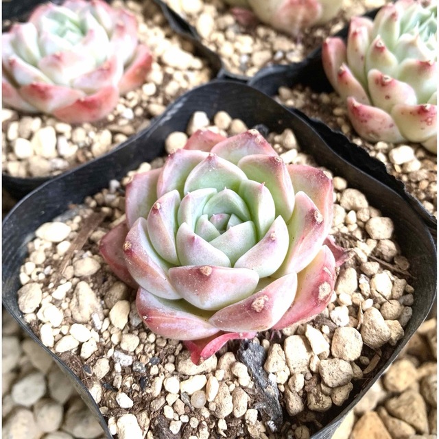 大きめ❣️ホワイトシー❤️多肉植物 エケベリア 寄植え 韓国 大きめ❣️ホワイトシー❤️多肉植物 エケベリア 寄植え 韓国
